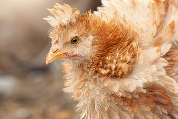 Close-up, profile portrait of nice fluffy ginger feathers hen with tuft