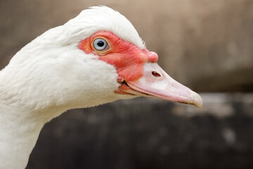 Close-up portrait of white muscovy duck outdoors