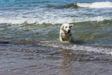 A dog in the sea waves. A white dog swimming in the sea. Dog on the sea beach.