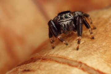 Amazing jumping spider action on a birch peel