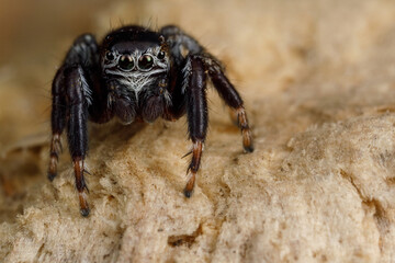 Jumping spider nature habitat, background like Mars canyon view
