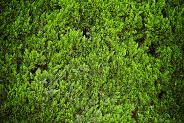 Obraz premium green leaves on the wall 
