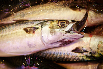 fresh fish at the market