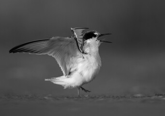 Juvenile Little Tern calling at Asker marsh, Bahrain