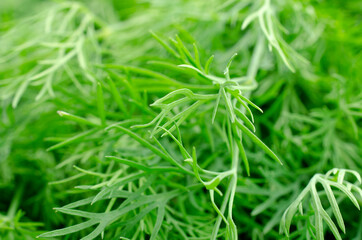 Fresh green dill, close-up, background, top view. Anethum graveolens. Background from green dill leaves, close-up, top view. Bunch of dill for the background, close-up. Fresh green dill texture.