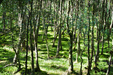 View of WIcklow Woods 1