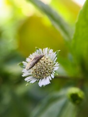 Bug  on a flower