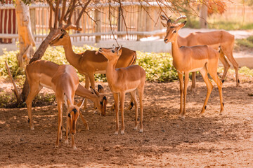 Naklejka na ściany i meble The Impala antelope is one of the fastest animals in the world. In the photo, a herd of females is walking around the natural park and looking for food.