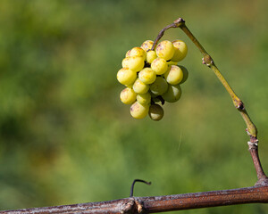 Racimo de uvas verdes colgando de su rama con un fondo verde, en otoño de 2020 en la región del...