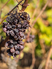 Uvas negras, secas, colgando de la rama con un fondo verde, en otoño de 2020 en la región del...