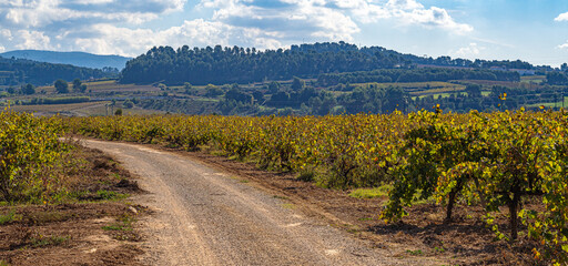 Vistas panorámicas del paisaje otoñal de unas viñas en la región del Penedés de Cataluña, con...