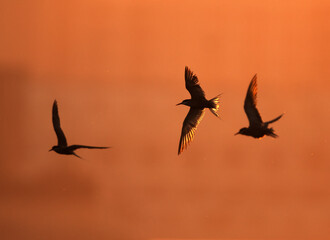 Silhouette of White-cheeked Terns flying  at Tubli bay, Bahrain