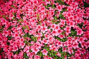 pink flowers in the garden