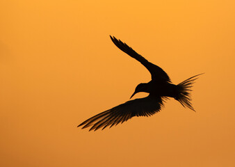 Silhouette of White-cheeked Tern  fishing at Tubli bay, Bahrain