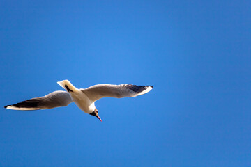 Fototapeta na wymiar Close up of black-headed gull flying in clear blue sky, Essex coast, England, UK