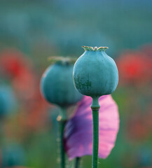 poppy flowers and poppy heads in sunshine