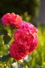 Close up pink climbing roses Rosarium Uetersen. Spingtime, summertime nature background. Sunset. Wedding, birthday, love greeting card.
