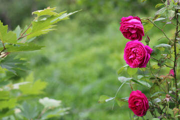pink rose flower macro photo