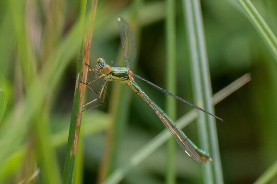 C&oelig;ur ail&eacute; : accouplement de demoiselles en milieu naturel