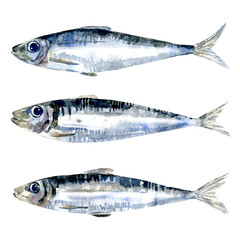 Watercolor set of sardines - obrazy, fototapety, plakaty