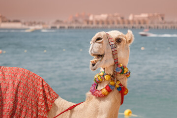 Funny decorated camel laughing and waiting for tourists on the background of the sea. Travel...