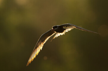 A backlit image of e of White-cheeked Tern, Bahrain