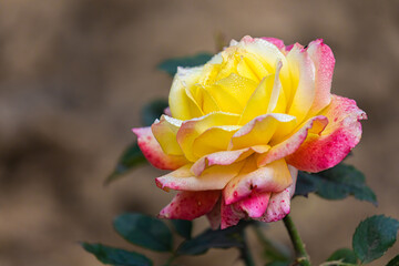 yellow -Pink rose in the garden