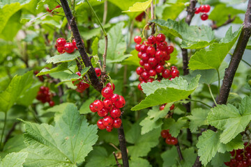 A bunch of fresh red currants among the green leaves.