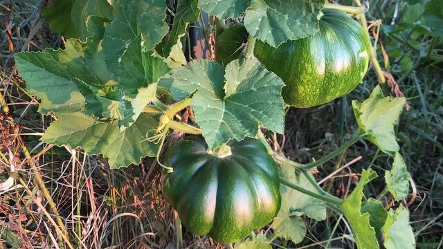 View of the green pumpkin that is singing on the whip.