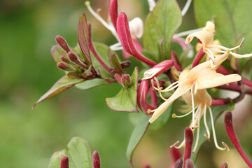lonicera caprifolium flower macro photo