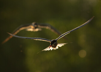 Silhouette of White-cheeked Terns, Bahrain