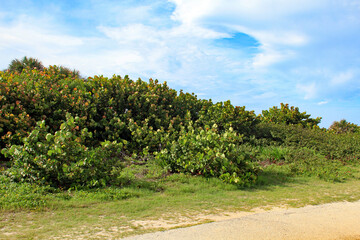 Beach vegetation