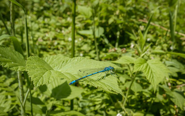 Bright blue damselfly on a fern