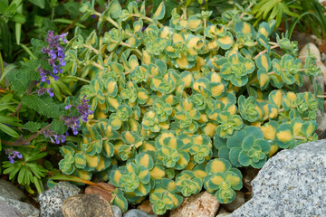 Mauerpfeffer und Fetthennen ( Sedum )