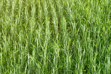 Lines of growing crops in a farm field land