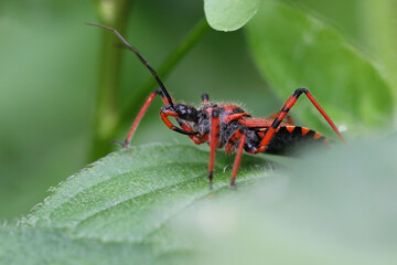 Red Assassin Bug looking for prey