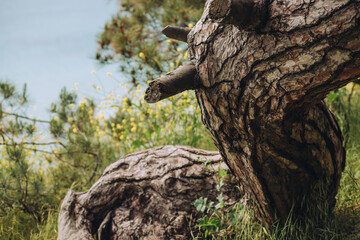 Curved line of pine tree trunk against blue sea and yellow flowers