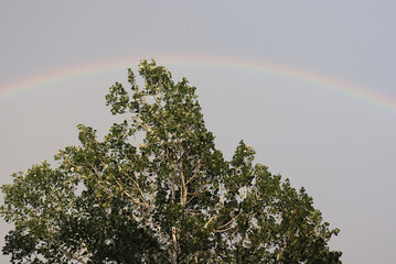 rainbow, poplar, wind