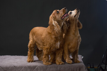 Two Cocker Spaniels