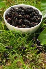 mulberries in a white plate on green grass