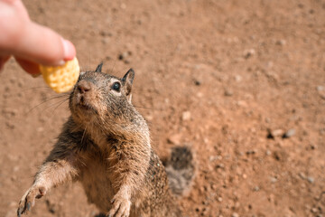 California ground squirrel on the coast