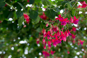 Closeup of beautiful fuchsia flower