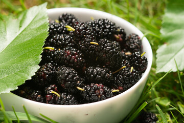 mulberries in a white plate on green grass
