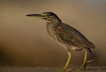 Portrait of a Striated Heron at Asker marsh of Bahrain