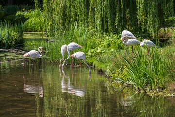 A group of flamingos is standing by a pond in a park 