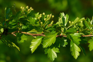 Knospen  des Eingriffeligen Weißdorn	
