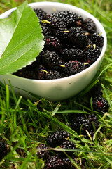 mulberries in a white plate on green grass