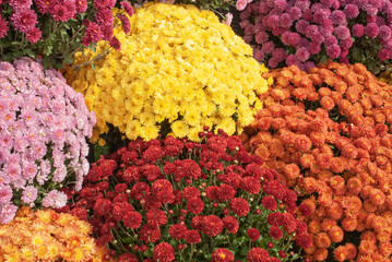 Rows of mums on display at farmers market