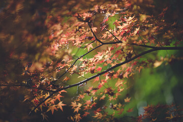 京都の秋　祇王寺　もみじ　紅葉