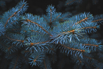 Naklejka na ściany i meble Blue spruce branch nature evergreen coniferous trees.